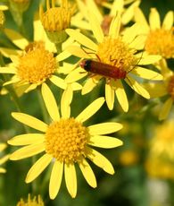 Raukenblättriges Greiskraut-1.jpg